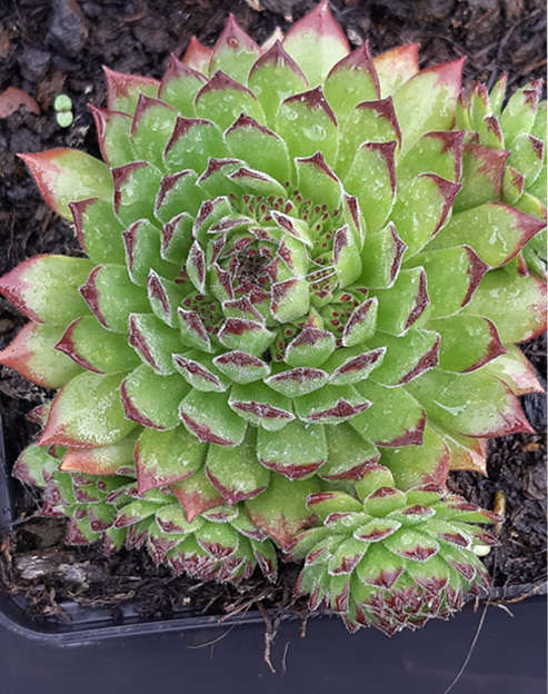 Sempervivum cultorum `Chivalry`