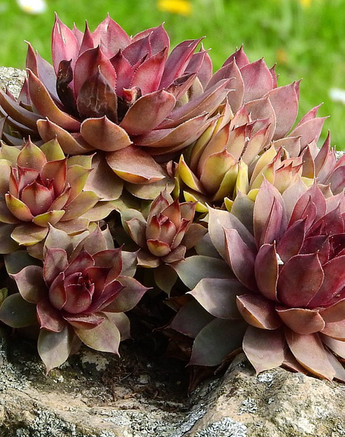 Sempervivum cultorum `Reinhard`