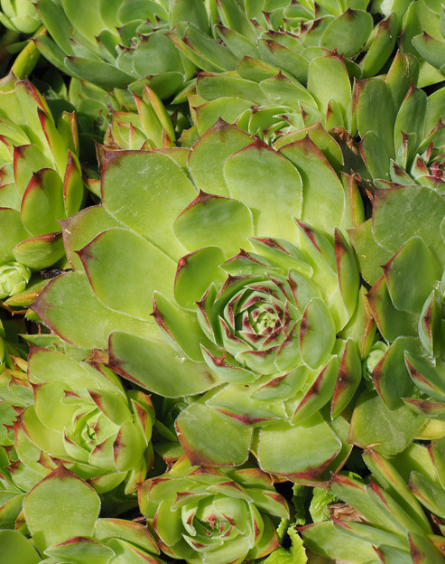 Sempervivum montanum ``