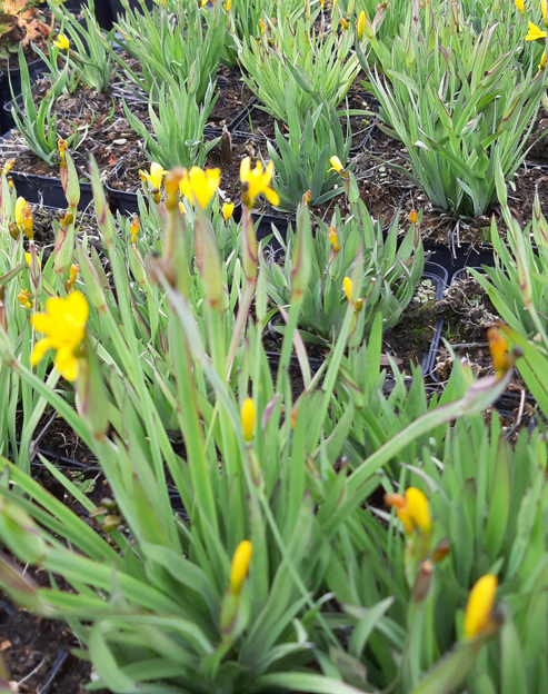 Sisyrinchium californicum ``