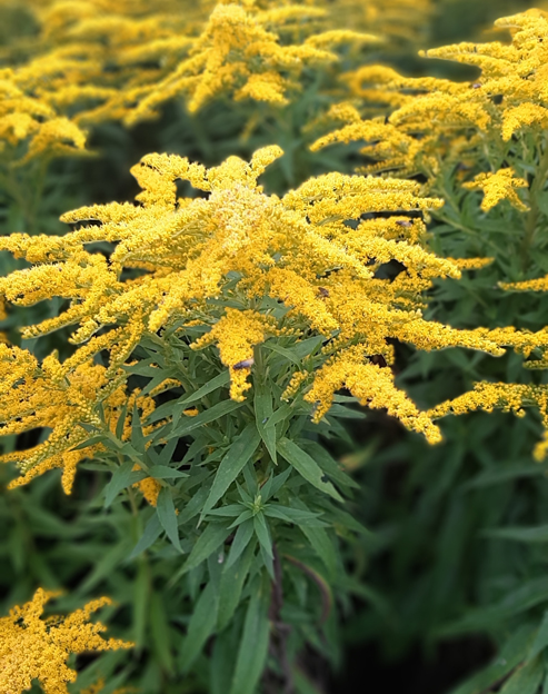 Solidago cultorum `Strahlenkrone`