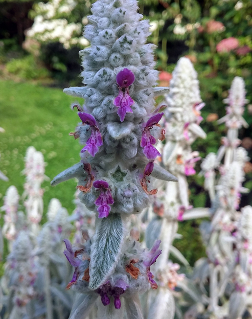 Stachys lanata ``