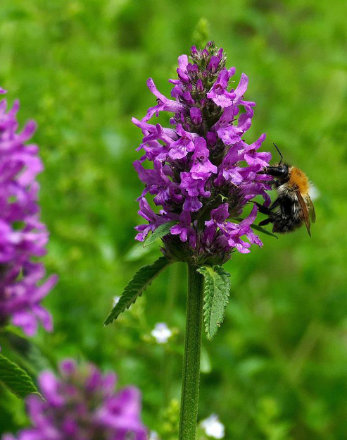 Stachys officinalis `Ukkie`