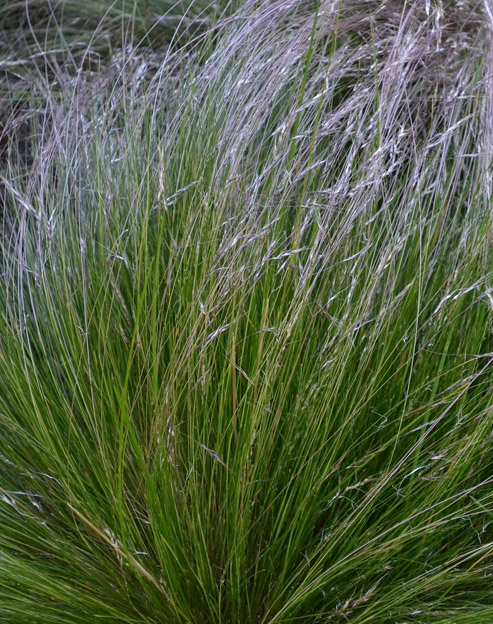 Stipa tenuissima ``
