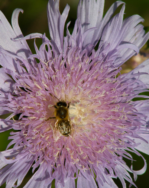 Stokesia laevis `Träumerei`