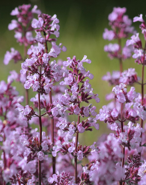 Teucrium lucidrys ``