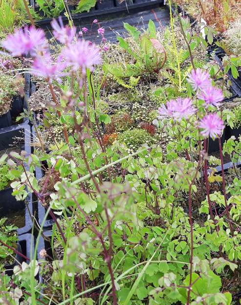 Thalictrum aquilegifolium `Purpureum`