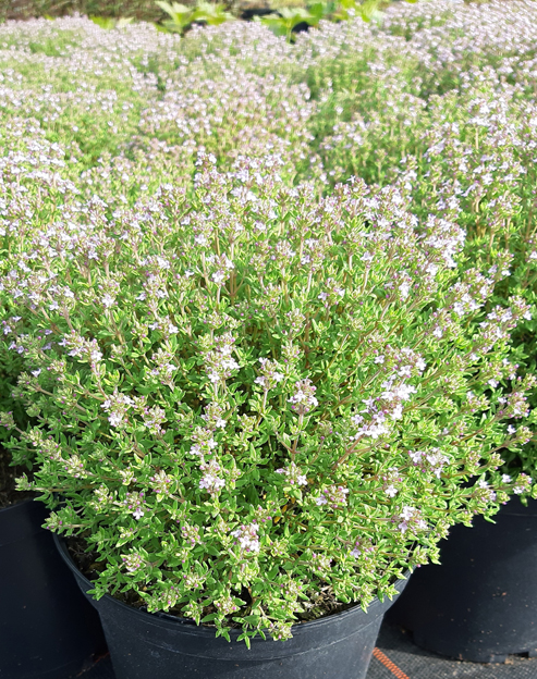 Thymus vulgaris `Compactus`