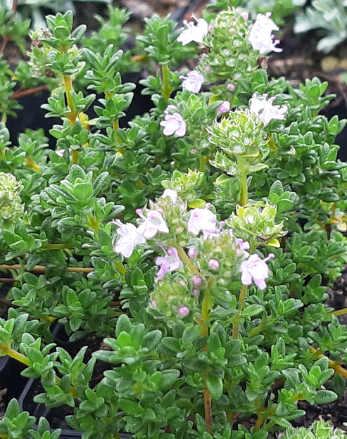 Thymus vulgaris `Pinewood`