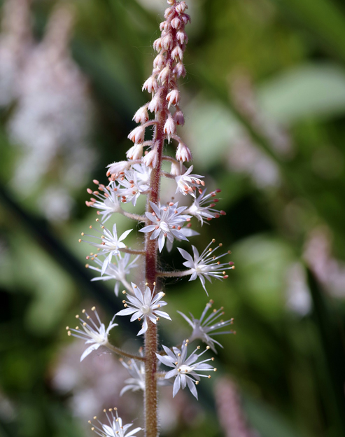 Tiarella laciniata `Arpeggio`