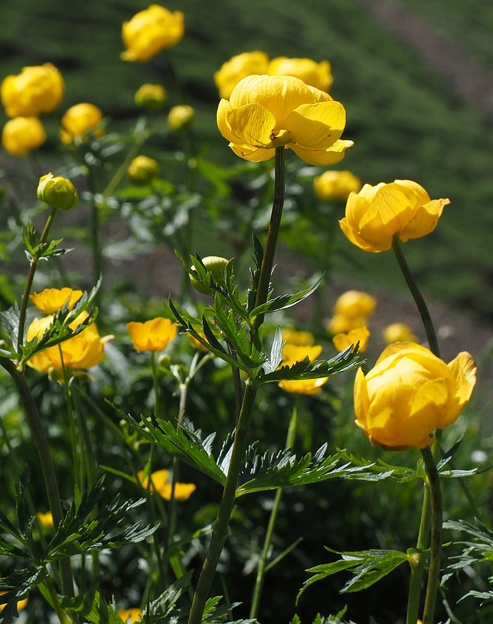 Trollius europaeus ``