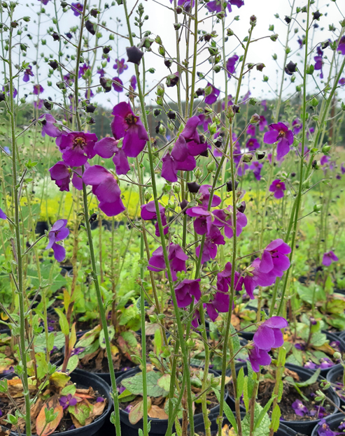 Verbascum phoeniceum ``