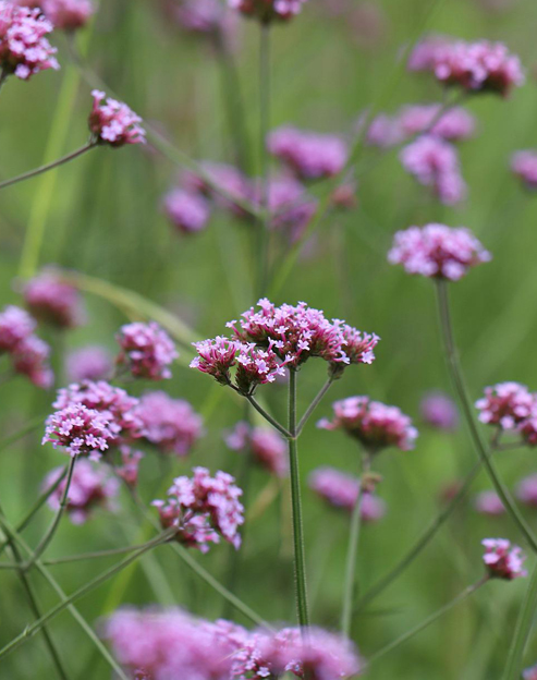 Verbena bonariensis ``
