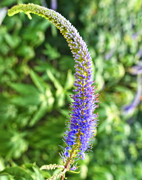 Veronica longifolia `blau`