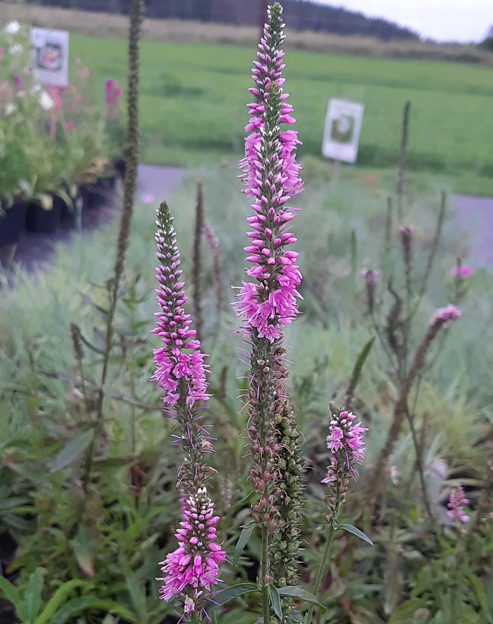 Veronica longifolia `rosa`