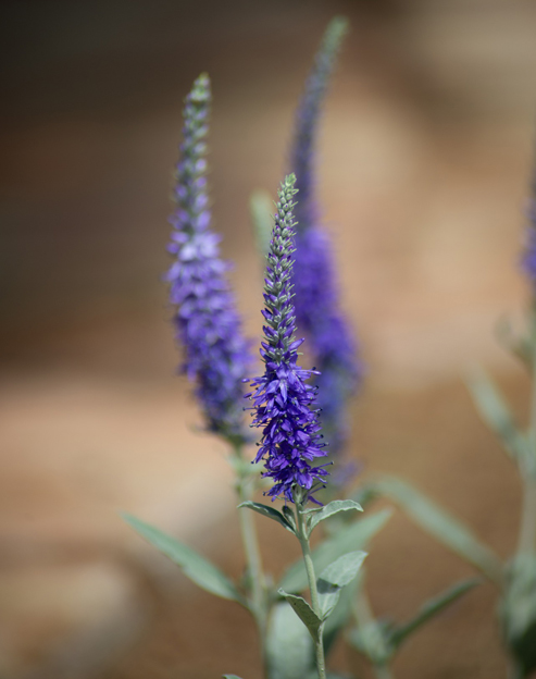 Veronica spicata `blau`