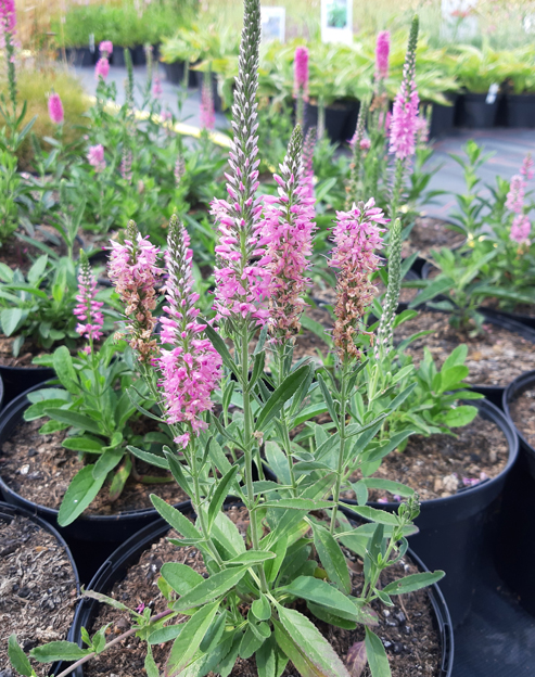 Veronica spicata `rot`