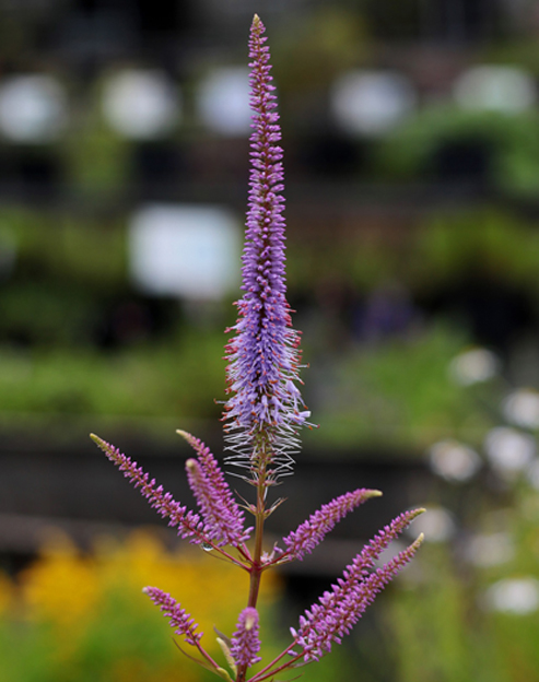 Veronicastrum sibiricum `Lapislazuli`