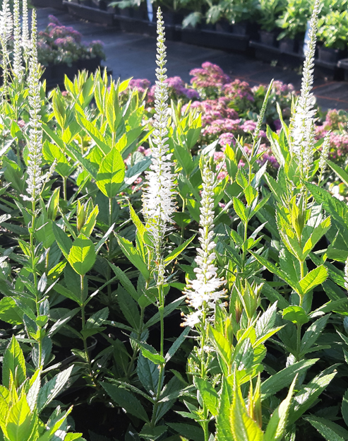 Veronicastrum virginicum `Album`