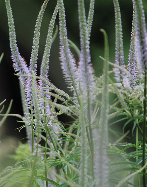 Veronicastrum virginicum `Apollo`