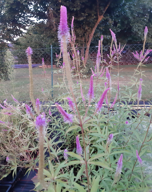 Veronicastrum virginicum `Fascination`