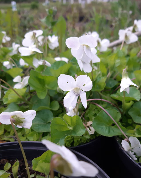 Viola odorata `Alba`