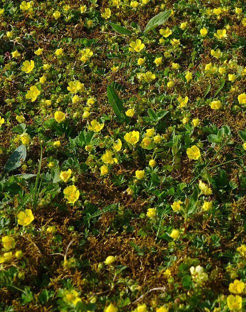 Waldsteinia ternata `Vlies`